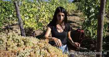 Cathal McBride: It's tempting to stick to your favourite summer wine choices, but here's how you can be more adventurous - Business Post