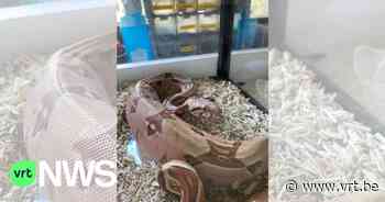 Baby-boa die lag te zonnen in tuin in Brasschaat blijkt huisdier van de buurvrouw - VRT NWS