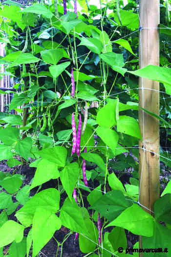 Reti e tutori per far crescere rigogliosi ortaggi e fiori - Prima Vercelli