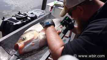 TN implants tracking devices in invasive silver carp - WBIR.com