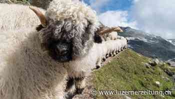 Institut Kulturen der Alpen gibt Online-Magazin heraus - Luzerner Zeitung