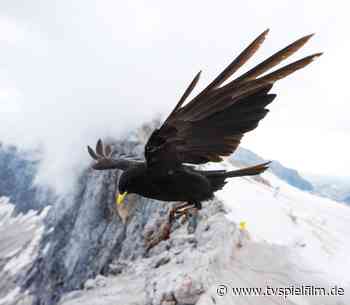 Von der Steppe in die Alpen – Vögel in Österreich im TV - Sendung - TV SPIELFILM - TV Spielfilm