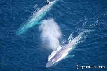Global shipping companies reduced speeds off California coast to protect blue whales and blue skies - gCaptain