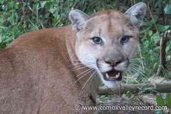 Reward in Cowichan cougar poaching reaches $10,000 - Comox Valley Record