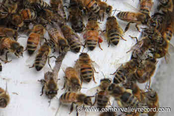 Hives at risk: Victoria honeybee hobbyist laments cool Vancouver Island spring - Comox Valley Record