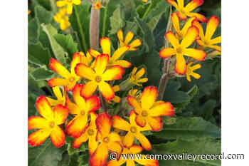 SPRING IN THE GARDEN: Made in the shade with perennials - Comox Valley Record