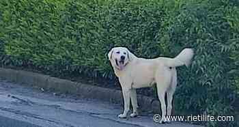“Qualcuno riconosce questo cane?” Si trova a Quattro Strade - Rieti Life