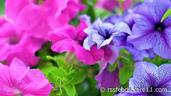 Grow with KARE: New hybrid petunias