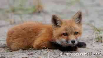 Baby fox dies after testing positive for bird flu in Minnesota