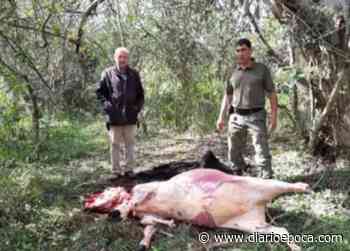 Paso de los Libres: Banda de cuatreros fue sorprendida faenando una vaca - diarioepoca.com