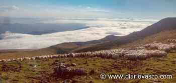 Libres por Aralar pero controladas por app - Diario Vasco