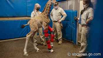 Bracing for her future: Baby giraffe fitted with orthotic