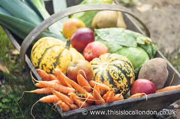 Importance of a Healthy Diet