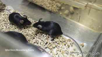 Study: Brain Fluid From Young Mice Improves Memory In Old Mice