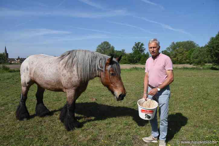 Hubert (65) ging zelfs in Frankrijk op zoek naar beste paarden voor Ros Beiaardommegang: “Zonder de dieren kan de stoet niet uitgaan”