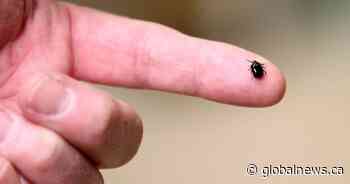 Hamilton included in Ontario’s ‘estimated risk areas’ for Lyme disease - Global News