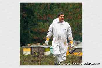 Innisfil Creek Honey home to thousands of bees, dozens of lessons - BarrieToday