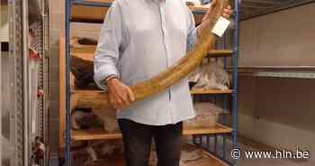 Mammoetbeenderen die gevonden zijn in Berlare overgebracht naar provinciale erfgoedsite in Ename - Het Laatste Nieuws