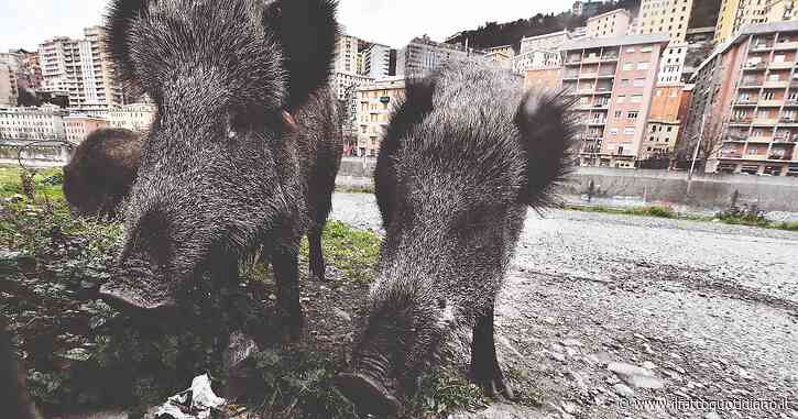 Peste suina, il ricercatore dell’Ispra Guberti: “Non si trasmette all’uomo, ma il costo può essere altissimo. Fino all’1,5% del Pil”