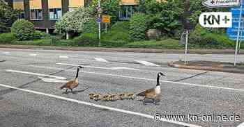 Mit Blaulicht: Polizei beschützt Gänsefamilie in Kiel - Kieler Nachrichten