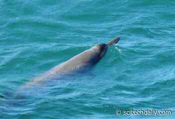 Researchers Surprised by Unusually Fast Beaked Whale’s Deep-Sea Hunting Strategy