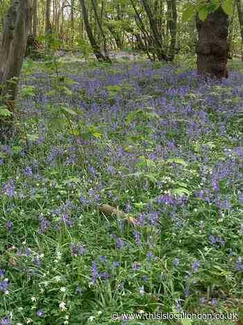 Our very precious bluebells