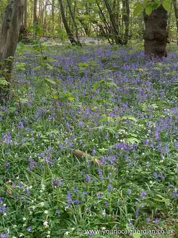 Our very precious bluebells