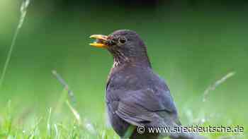 Natur - Jena - Vogelzählung in Thüringer Parks und Gärten - Wissen - Süddeutsche Zeitung - SZ.de
