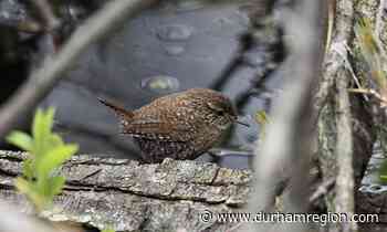 Migrating birds in Durham feasted on midges - durhamregion.com