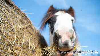 Pferd rennt bei Halsbach über Straße – und wird frontal von Auto erfasst