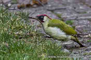 Die »Stunde der Gartenvögel« kommt - Euskirchen - WochenSpiegel