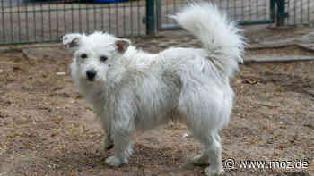 Hunde im Tierheim Schwedt: Kleiner Hund Pepe wurde vermutlich ausgesetzt – Polizei informiert Tierschützer - Märkische Onlinezeitung