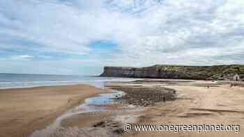 UK Beach Town Creates an Eco-Art Trail Walk With Art Made From Trash Found on The Beach - One Green Planet