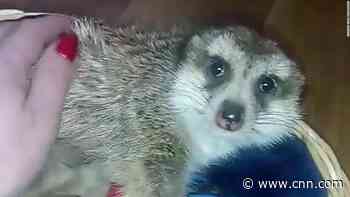 Civilians -- plus two anxious meerkats -- endure searches and shelling as they flee Russia-occupied Kherson