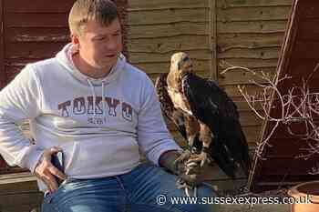 Peregine falcons spotted nesting on Horsham building site - SussexWorld