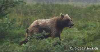 Grizzly bear charges cyclist in Kananaskis Country, prompts warning
