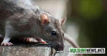 Stellantis Melfi: "ratti e del peggioramento dei servizi igienici". La denuncia di questo sindacato - vulturenews.net