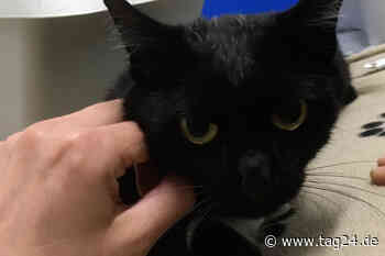 Chemnitz: Nagergift! Immer mehr Katzen wird das zum Verhängnis - TAG24