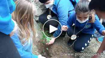 Positano, la scuola aderisce al progetto del Corpo Forestale: gli alunni di quarta posizionano nuove piante in località Fiosse - Positanonews - Positanonews