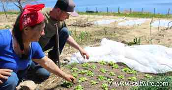 Sharing abundance: New-to-Cape Breton seed company helps Wagmatcook community garden grow - Saltwire