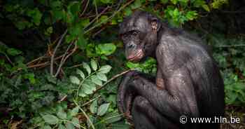 Planckendael-bonobo Zamba ontsnapte door middel van “ongezien krachtige sprong” - Het Laatste Nieuws