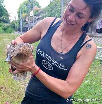 Monza, famiglia di germani recuperata a San Biagio - Monza in Diretta