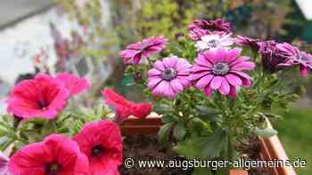 Aichach: Umfrage in Aichach: Kümmern Hobbygärtner die Eisheiligen noch? | Aichacher Nachrichten - Augsburger Allgemeine