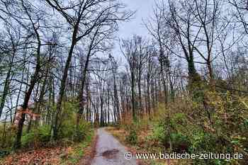 Der Gemeinderat in Steinen will den Forstbetriebsplan nachjustieren - Steinen - Badische Zeitung