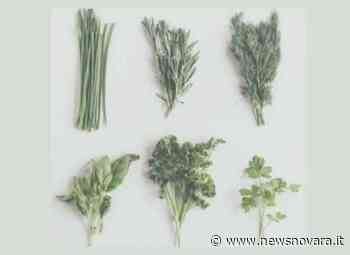 Scuola in erba, il 28 maggio mostra al Museo Storico Etnografico di Romagnano - NewsNovara.it