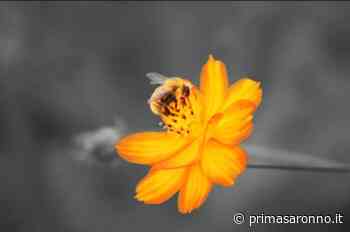 Mostra fotografica in Frera: "Un mondo al contrario" - Prima Saronno