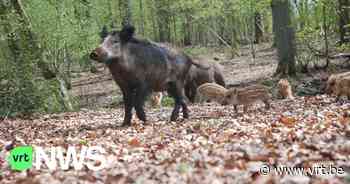 Joggers oog in oog met everzwijnen in centrum van Overijse: "Rustig blijven en niet panikeren" - VRT NWS
