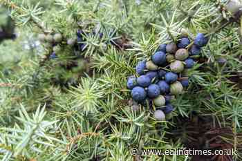 Call for action to stop 'invasive hitchhikers' threatening UK wildlife - Ealing Times