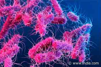 What is Salmonella Typhimurium- the Bacterial Infection Affecting Kids in Europe? Is Your Kid at Risk? Expert - India.com