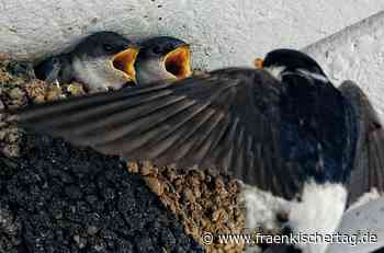 Die ersten Eberner Vögel sind umgezogen - Fränkischer Tag